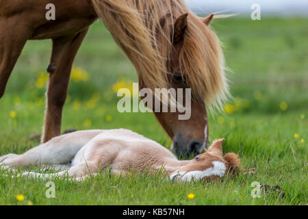 Mare and new born foal, Iceland Icelandic pure-bred horses, Iceland Stock Photo