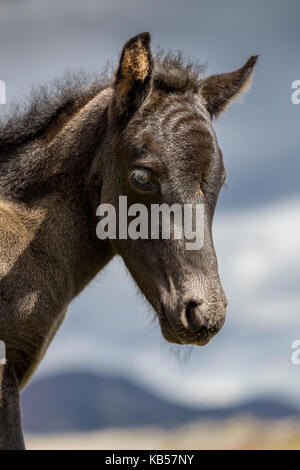 Arctic Terns with Mare and Foal, Iceland Icelandic pure-bred horses, Iceland Stock Photo