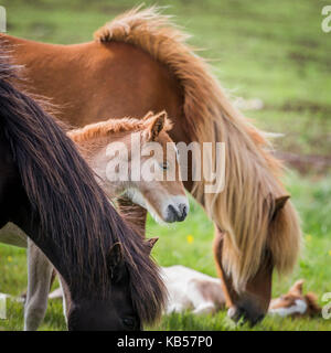 Mare and new born foal, Iceland Icelandic pure-bred horses, Iceland Stock Photo