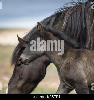 Mare and Foal, Iceland Icelandic pure-bred horses, Iceland Stock Photo