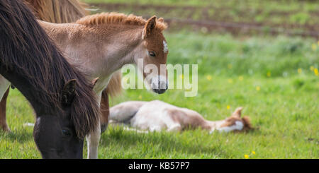 Mare and new born foal, Iceland Icelandic pure-bred horses, Iceland Stock Photo