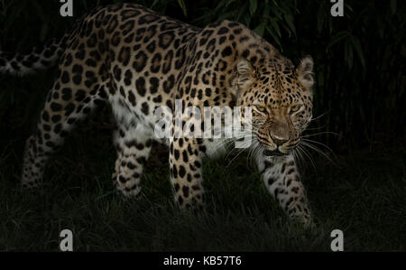 Amur Leopard, Panthera pardus orientalis, prowl by night Stock Photo