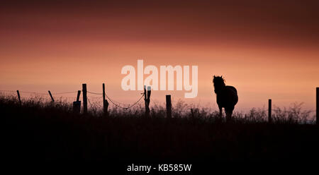 Icelandic Horse, Summertime Midnight Sun, Iceland Stock Photo