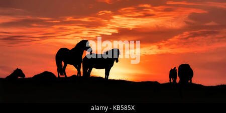 Icelandic Horses, Midnight Sun, Iceland Stock Photo