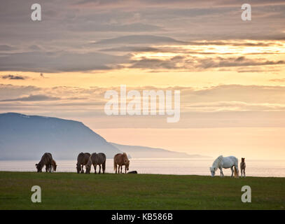 Icelandic Horses, Midnight Sun, Iceland Stock Photo