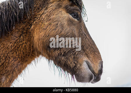 Wet Icelandic horse outside in a snowstorm, Iceland Stock Photo