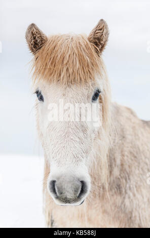 Portrait Icelandic Horse, Iceland The Icelandic horse is a breed developed in Iceland with many unique qualities. They are long-lived and hardy and in their native country they have few diseases; Icelandic law prevents horses from being imported into the country and exported animals are not allowed to return. Stock Photo