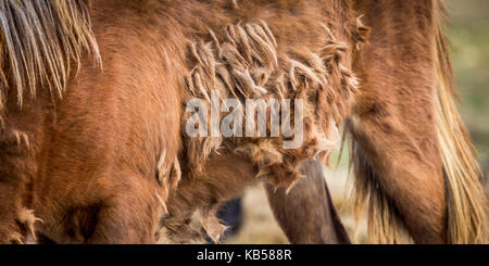 Winter coat of Icelandic Horse, Iceland Stock Photo