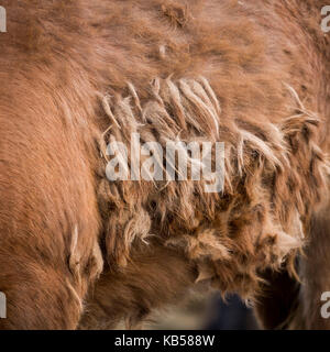 Winter coat of Icelandic Horse, Iceland Stock Photo