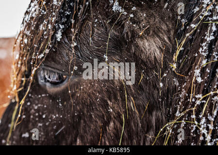 Icelandic Horse in a snowstorm, Iceland Stock Photo