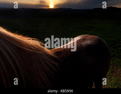 Rim light on brown Icelandic Horse, Iceland Stock Photo