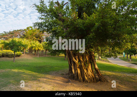 Huge exotic deciduous tree with airy roots in tropical park Stock Photo