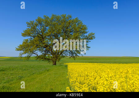 Oak trees in countryside, Spring, Vogelsbergkreis, Hesse, Germany Stock Photo