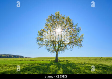 Oak tree with sun in spring, Vogelsbergkreis, Hesse, Germany Stock Photo