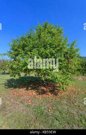 Appel tree in late summer, Bavaria, Germany Stock Photo