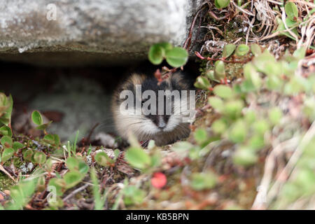 Small norwegian lemming Stock Photo