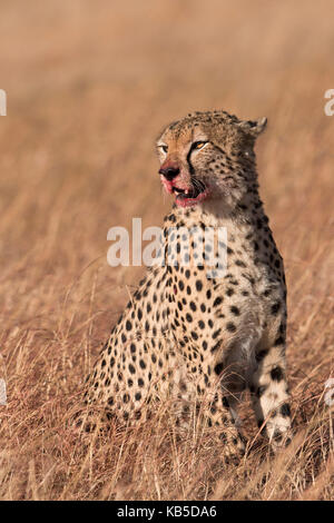 Male cheetah (Acinonyx jubatus), mouth stained with blood from feeding, Lemek Conservancy, Masai Mara, Kenya, East Africa Stock Photo