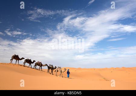 Camels being led over dunes of the Erg Chebbi sand sea, part of the Sahara Desert near Merzouga, Morocco, North Africa, Africa Stock Photo