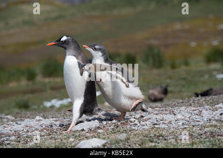 Gentoo Penguin Pygoscelis papua chick begging for food by chasing adult Holmestrand South Georgia January Stock Photo