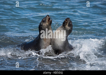 Young Antarctic Fur Seal Arctocephalus gazella St Andrews Bay South Georgia January Stock Photo