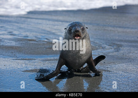 Young Antarctic Fur Seal Arctocephalus gazella St Andrews Bay South Georgia January Stock Photo