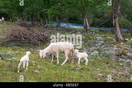 sheep and lambs grazes in the meadow. new born lambs Stock Photo