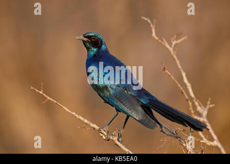 Burchell's glossy starling (Burchell's starling) (Lamprotornis australis), Kruger National Park, South Africa, Africa Stock Photo