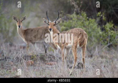 Common (Southern) reedbuck (Redunca arundinum) pair, Kruger National Park, South Africa, Africa Stock Photo