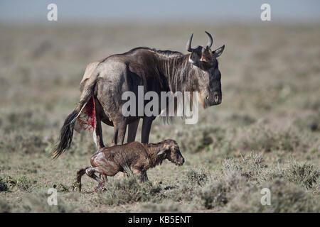 Blue wildebeest (Connochaetes taurinus) newborn calf trying to stand for the first time, Ngorongoro Conservation Area, Tanzania Stock Photo