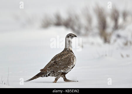 Greater sage-grouse (Centrocercus urophasianus) in the snow, Grand Teton National Park, Wyoming, United States of America Stock Photo