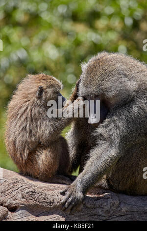 Olive baboon (Papio cynocephalus anubis) juvenile grooming an adult male, Ngorongoro Crater, Tanzania, East Africa, Africa Stock Photo