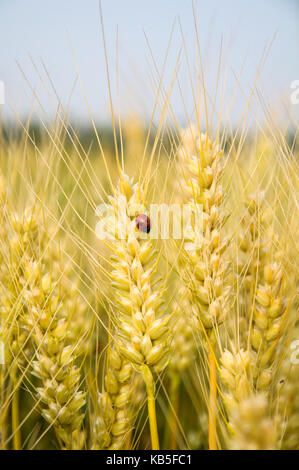 Black and red ladybug sitting on wheat stalk Stock Photo