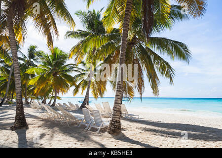 Coconut palms grow on sandy beach. Caribbean Sea, Dominican republic, Saona island Stock Photo