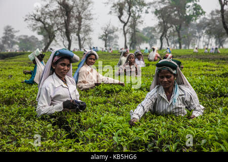 Tea garden in Silliguri, Sikkim, India, Asia Stock Photo