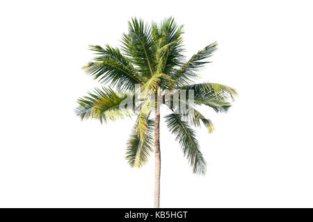 Natural photo of coconut tree isolated on white background Stock Photo