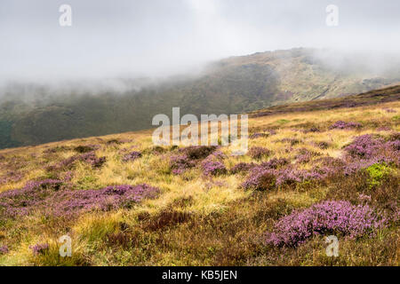 Moorland heather in sunshine with low cloud approaching over the nearby hill of Crowden Tower. Crowden Clough, Kinder Scout, Derbyshire, England, UK Stock Photo