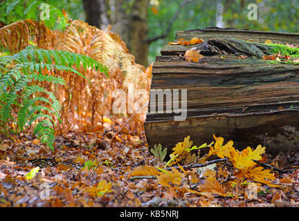 Sandy, UK. 28th Sep, 2017. Autumn colours in the woods around the RSPB Headquarters at Sandy, Bedfordshire on September 28th 2017 Credit: KEITH MAYHEW/Alamy Live News Stock Photo