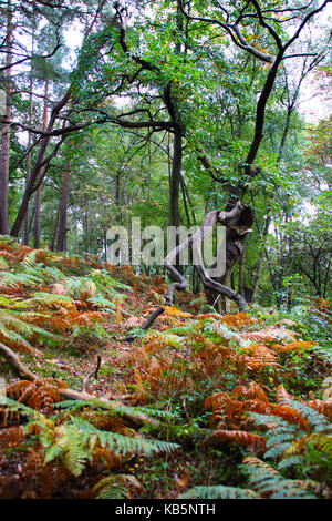 Sandy, UK. 28th Sep, 2017. Autumn colours in the woods around the RSPB Headquarters at Sandy, Bedfordshire on September 28th 2017 Credit: KEITH MAYHEW/Alamy Live News Stock Photo