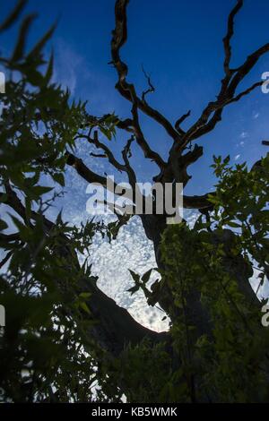 Rogalinek, Wielkopolska, Poland. 27th Sep, 2017. September 27, 2017 - Rogalinek, Poland - The first days of autumn among huge old oaks (Quercus robur) in the valley of Warta river. It is one of the biggest old oaks' group in Europe. There is an interesting situation in this area because both oaks and beetles (Cerambyx cerdo which larvae feed among others on wood of oaks) are protected. Credit: Dawid Tatarkiewicz/ZUMA Wire/Alamy Live News Stock Photo