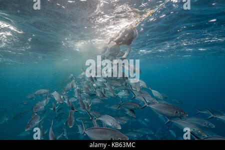School of jacks attack the bait used to attract white sharks, Neptune Islands, South Australia. Stock Photo
