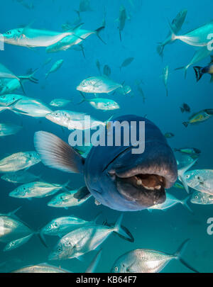 Close up view of the face of a blue groper amongst a school of jacks, Neptune Islands, South Australia. Stock Photo