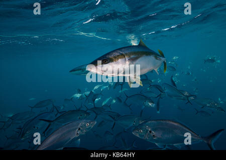 King fish swimming in a school of jackfish,Neptune Islands, South Australia. Stock Photo