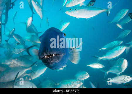 Close up view of the face of a blue groper amongst a school of jacks, Neptune Islands, South Australia. Stock Photo