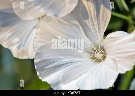 Royal Mallow flower close up. Scientific name: Lavatera trimestris. Stock Photo