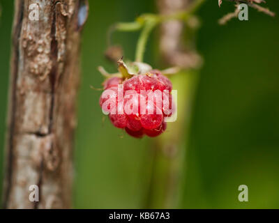 Raspberry fruit and branch. Stock Photo