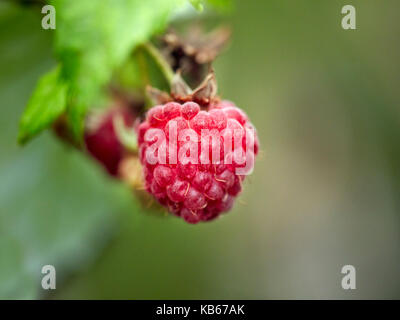 Close up of a raspberry fruit. Stock Photo