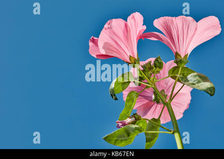 Royal Mallow flowers upon the blue sky. Scientific name: Lavatera trimestris. Stock Photo
