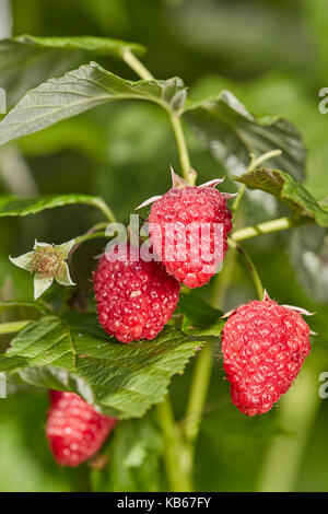 Close up of ripe raspberry fruits. Stock Photo