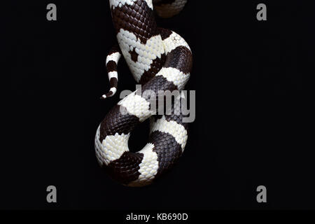 Californian Kingsnake (Lampropeltis getula californiae) tail in a studio with a black background. Stock Photo