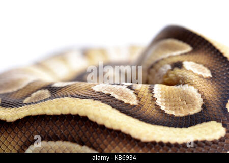 Close-up of a ball python (Python regius) balled up in a studio with a white background. Stock Photo